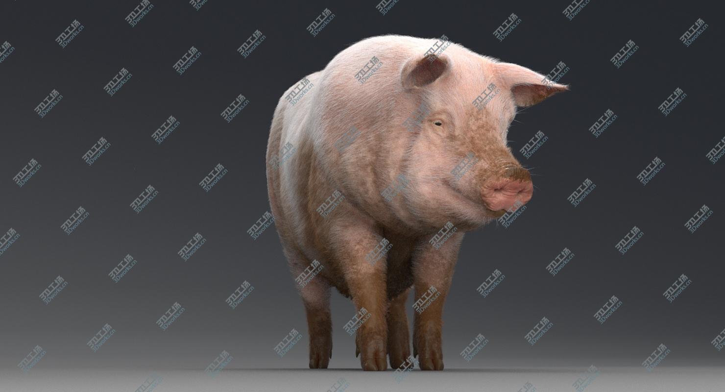 images/goods_img/202104023/Pig Rigged 3D model/3.jpg